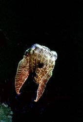 Cuttlefish; Walindi, West New Britain, PNG:  Housed Nikon... by Rick Tegeler 